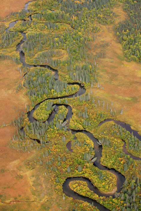 As we flew, Rick Halford followed the flow of winding rivers below, mimicking the path that millions of salmon take every year from the ocean to their breeding grounds. Photo credit: Duncan Sullivan